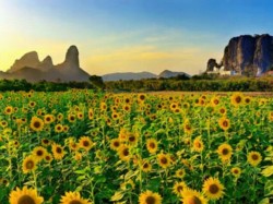 Sunflower Khea  cin lae ( Lopburi)