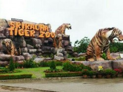 Sriracha Tiger Zoo