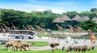 Safari park 